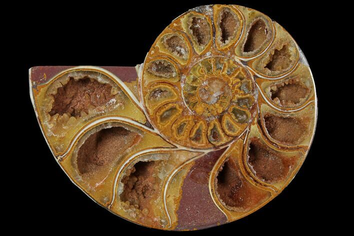 Sliced, Agatized Ammonite Fossil (half) - Jurassic #110752